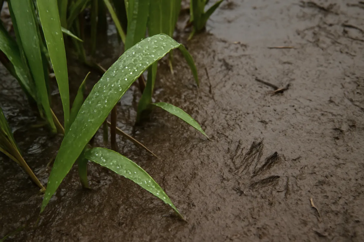 Detalle documental sobre la observación nocturna de anfibios con lluvia en su contexto natural