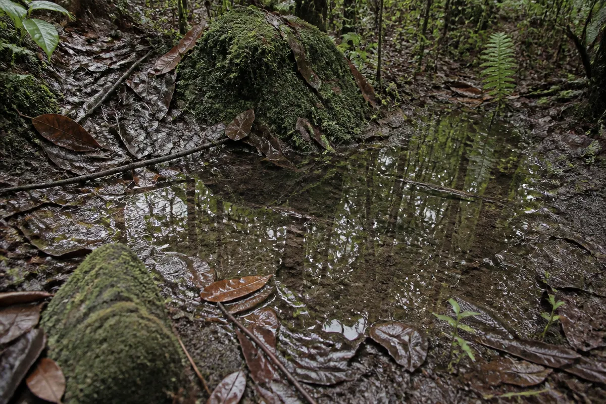 Vista cercana de elementos útiles para estudiar la observación nocturna de anfibios con lluvia