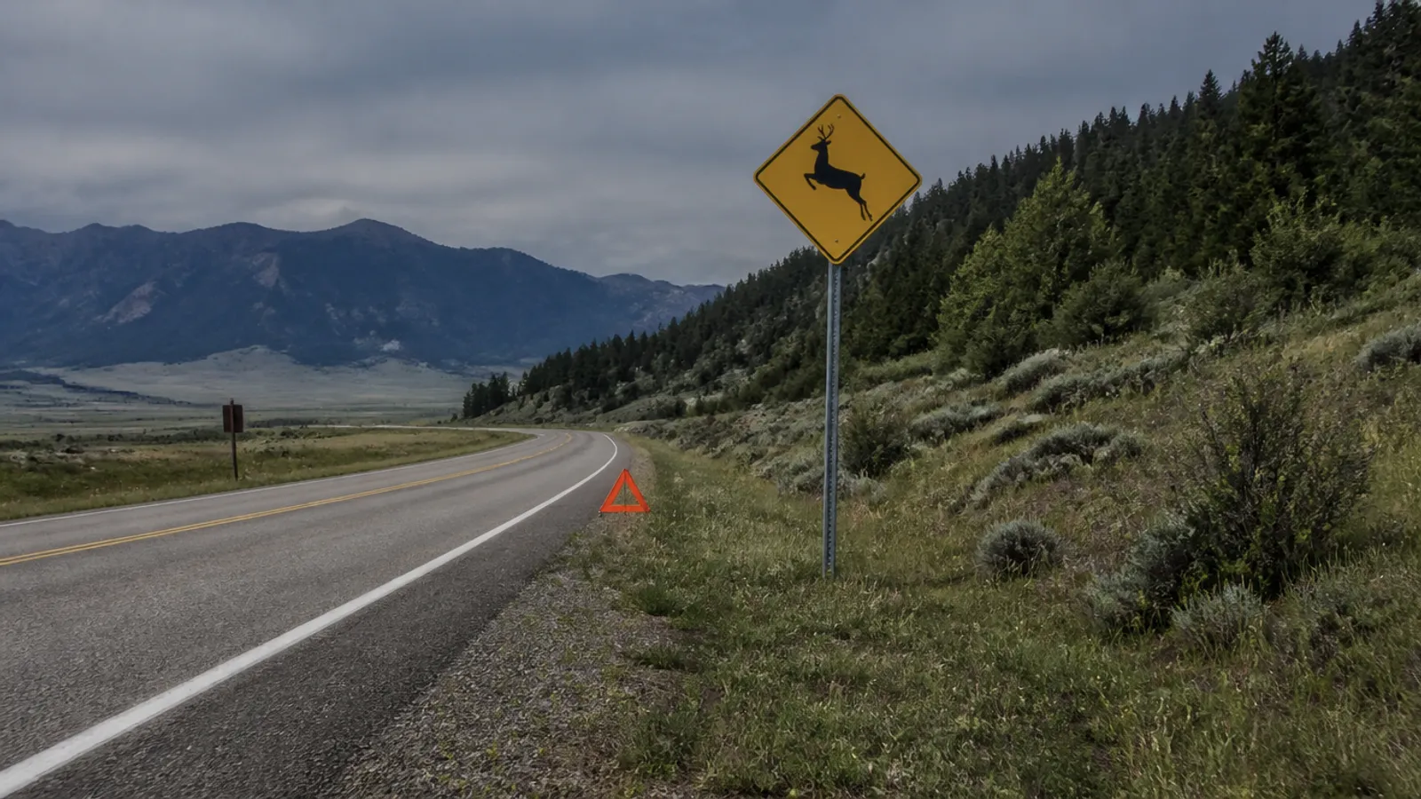 Protocolo sencillo ante un animal herido en carretera