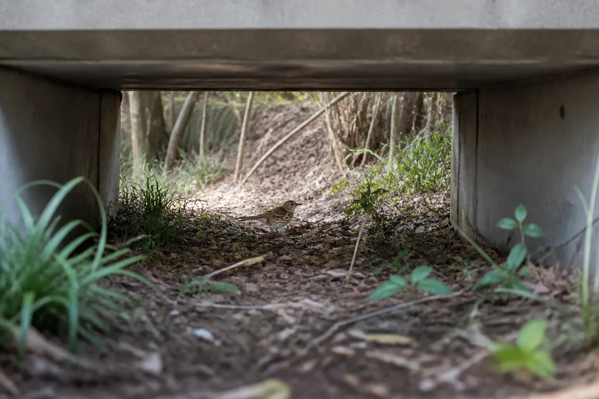 Detalle documental sobre la evaluación cotidiana de corredores verdes urbanos en su contexto natural