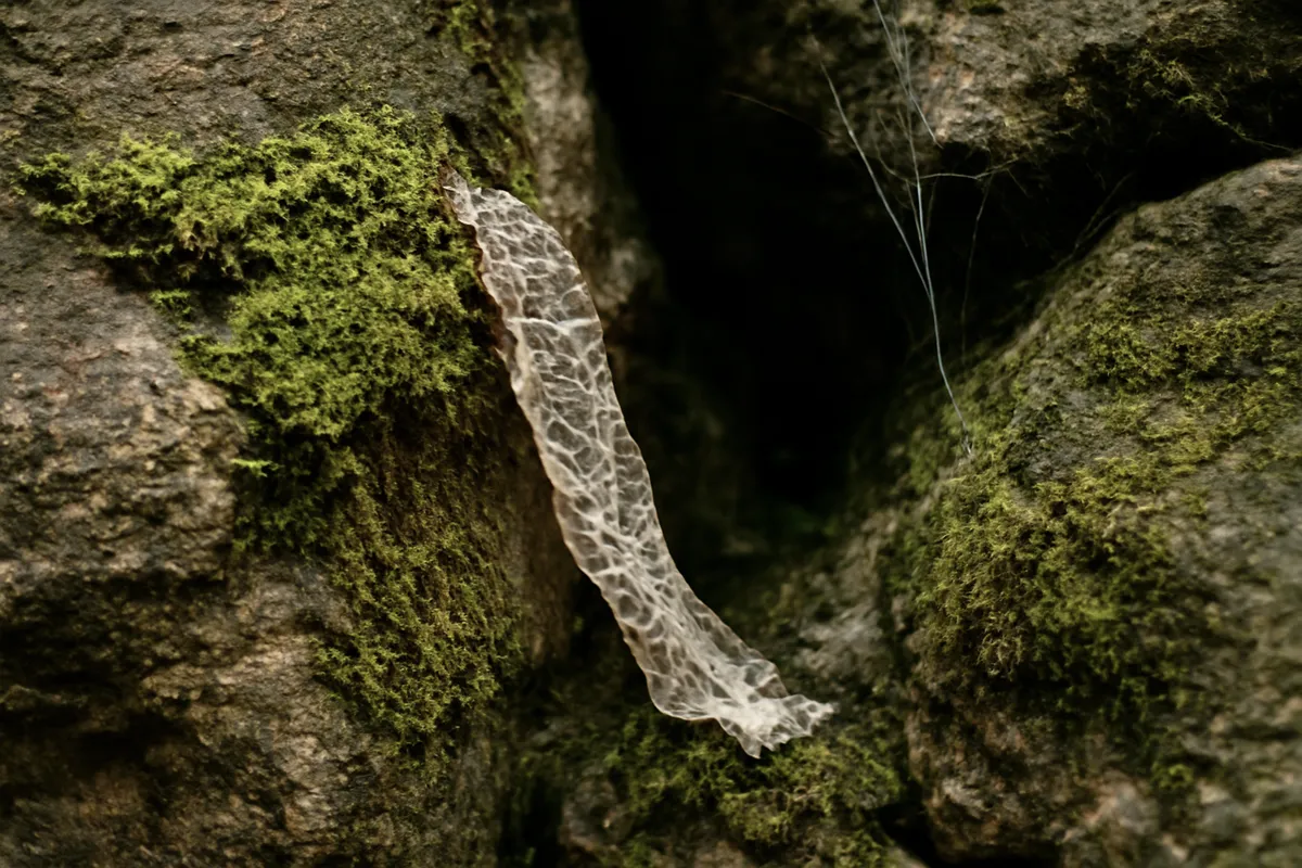 Detalle documental sobre el valor faunístico de los muros de piedra seca en su contexto natural