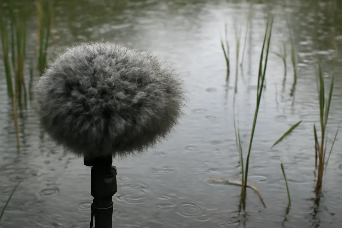 Detalle documental sobre la grabación ética de sonidos de anfibios en su contexto natural