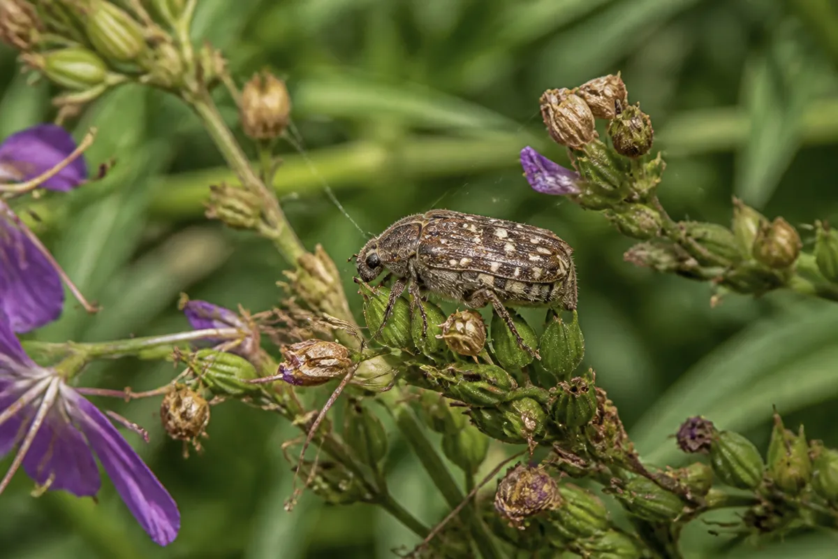 Detalle documental sobre el inventario rápido de invertebrados de jardín en su contexto natural