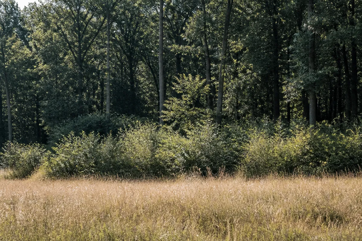 Detalle documental sobre la lectura ecológica del paisaje en su contexto natural