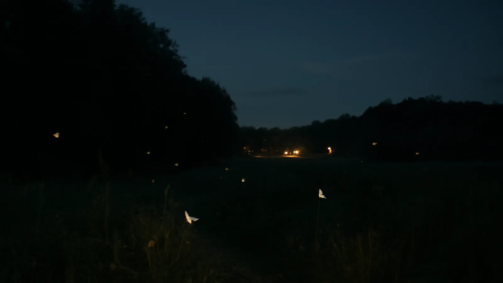 Luz artificial y fauna nocturna: cómo reducir la contaminación lumínica