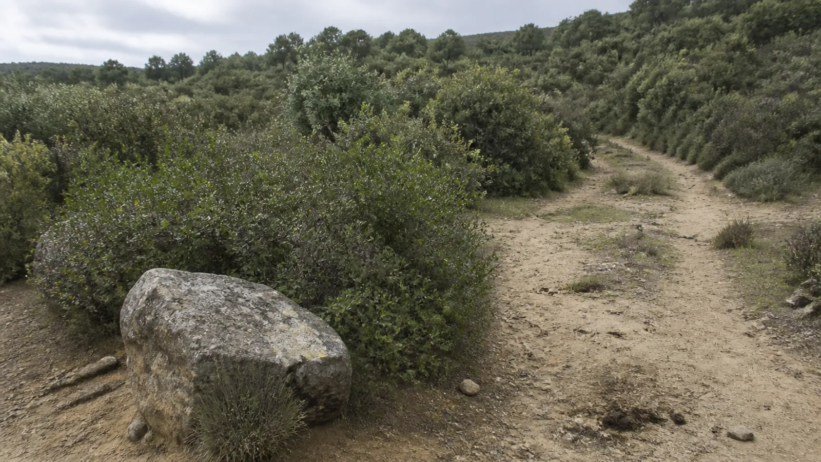 Reconocer marcas de territorio en felinos ibéricos sin perseguirlos