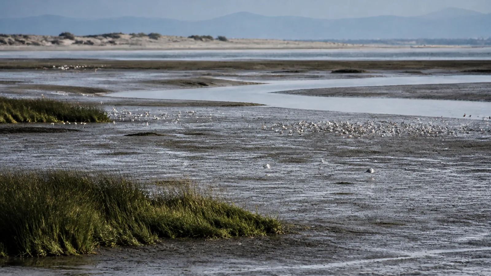 Marismas: cómo leer las mareas y observar aves limícolas