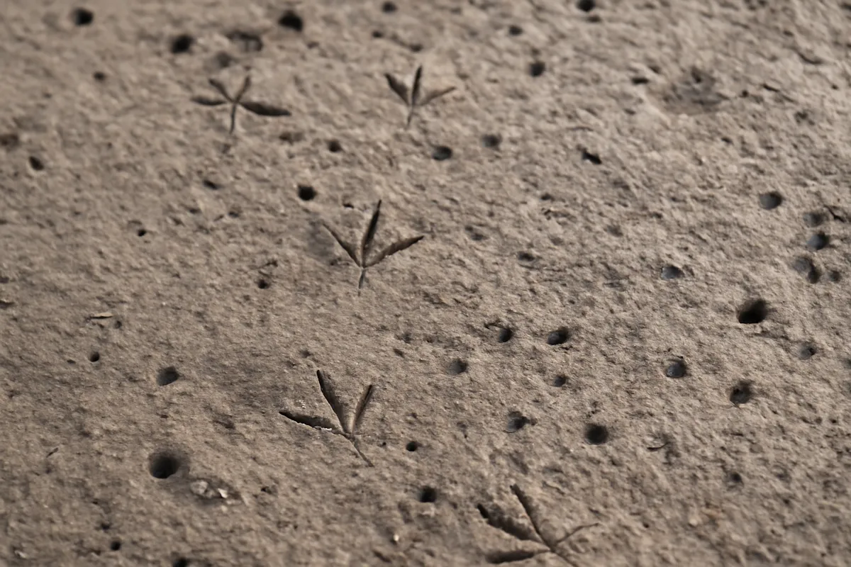 Detalle documental sobre la lectura de mareas para observar aves limícolas en su contexto natural