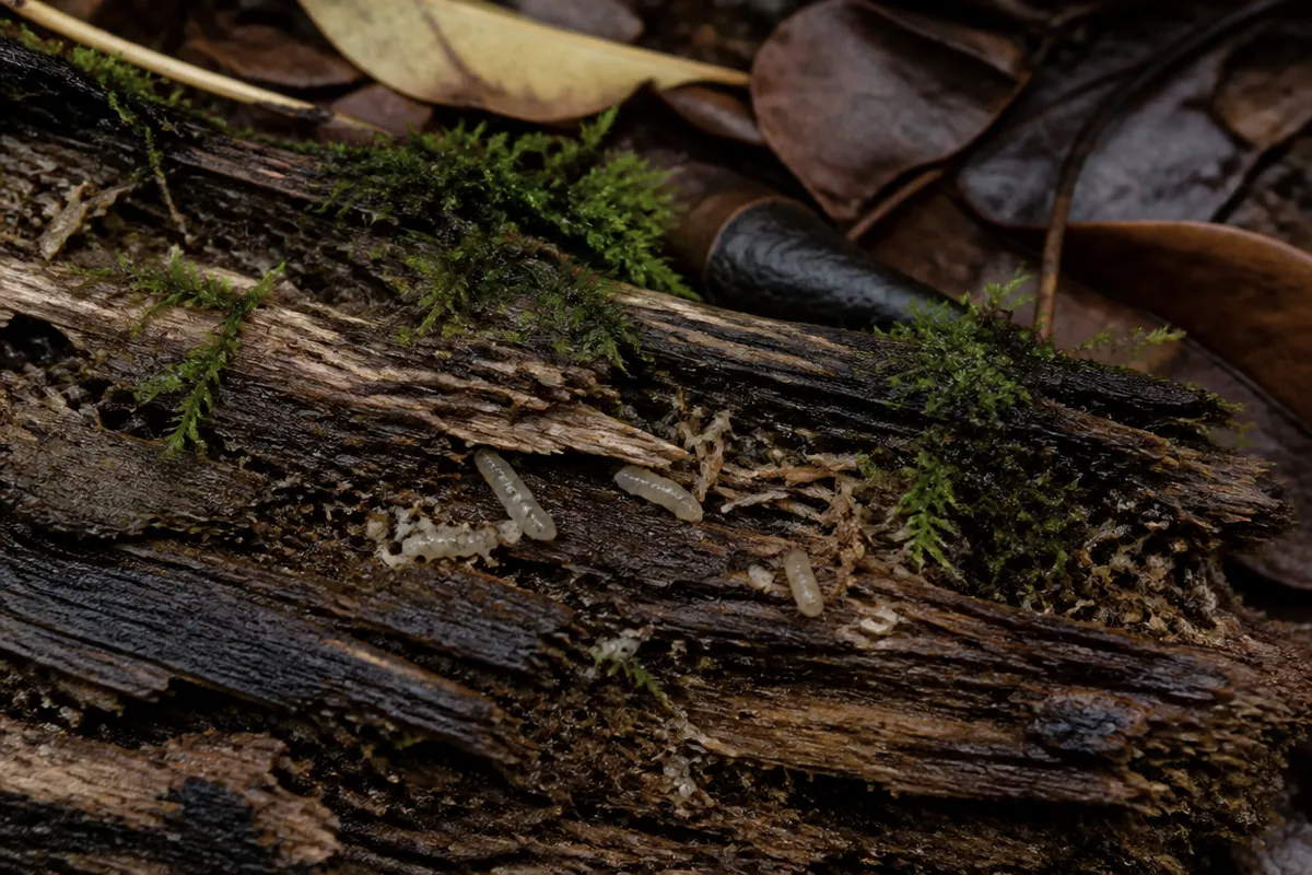 Detalle documental sobre la función ecológica de los microhábitats en su contexto natural