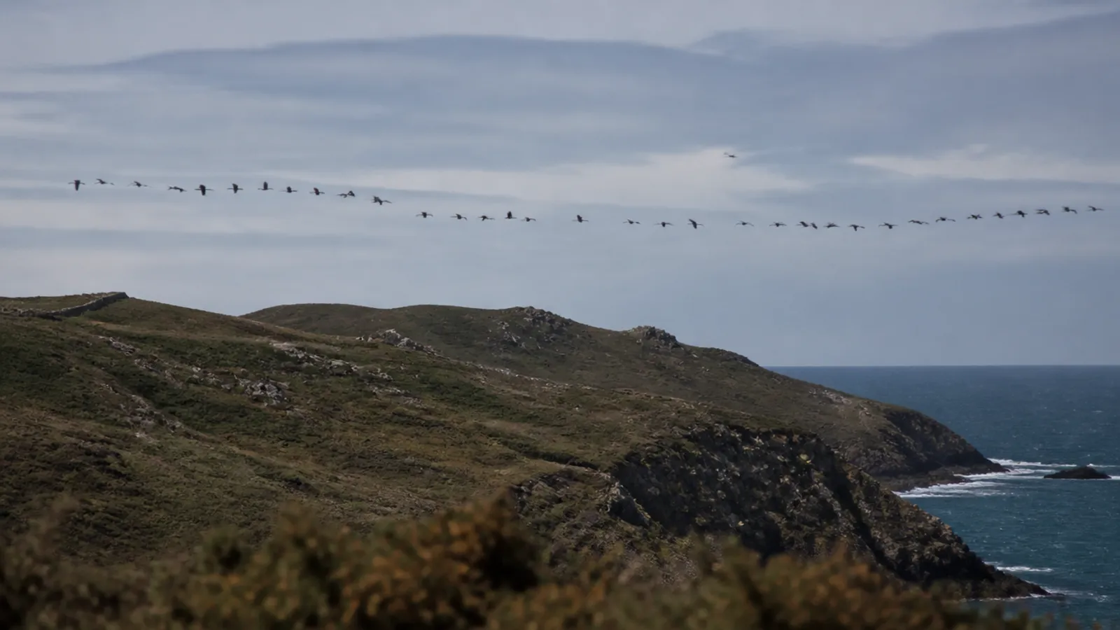 Migración: qué cuenta y qué no un avistamiento puntual