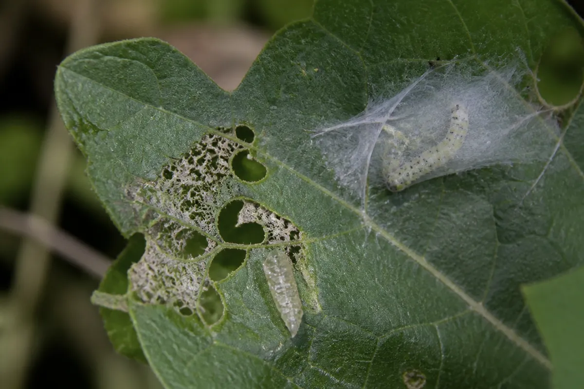 Detalle documental sobre el seguimiento fenológico de orugas y plantas nutricias en su contexto natural