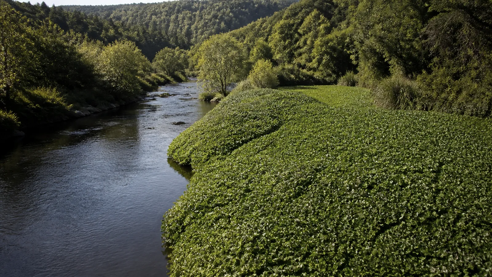 Plantas invasoras en riberas: cómo priorizar actuaciones