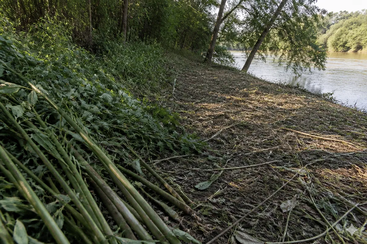 Vista cercana de elementos útiles para estudiar la priorización del control de plantas invasoras en riberas