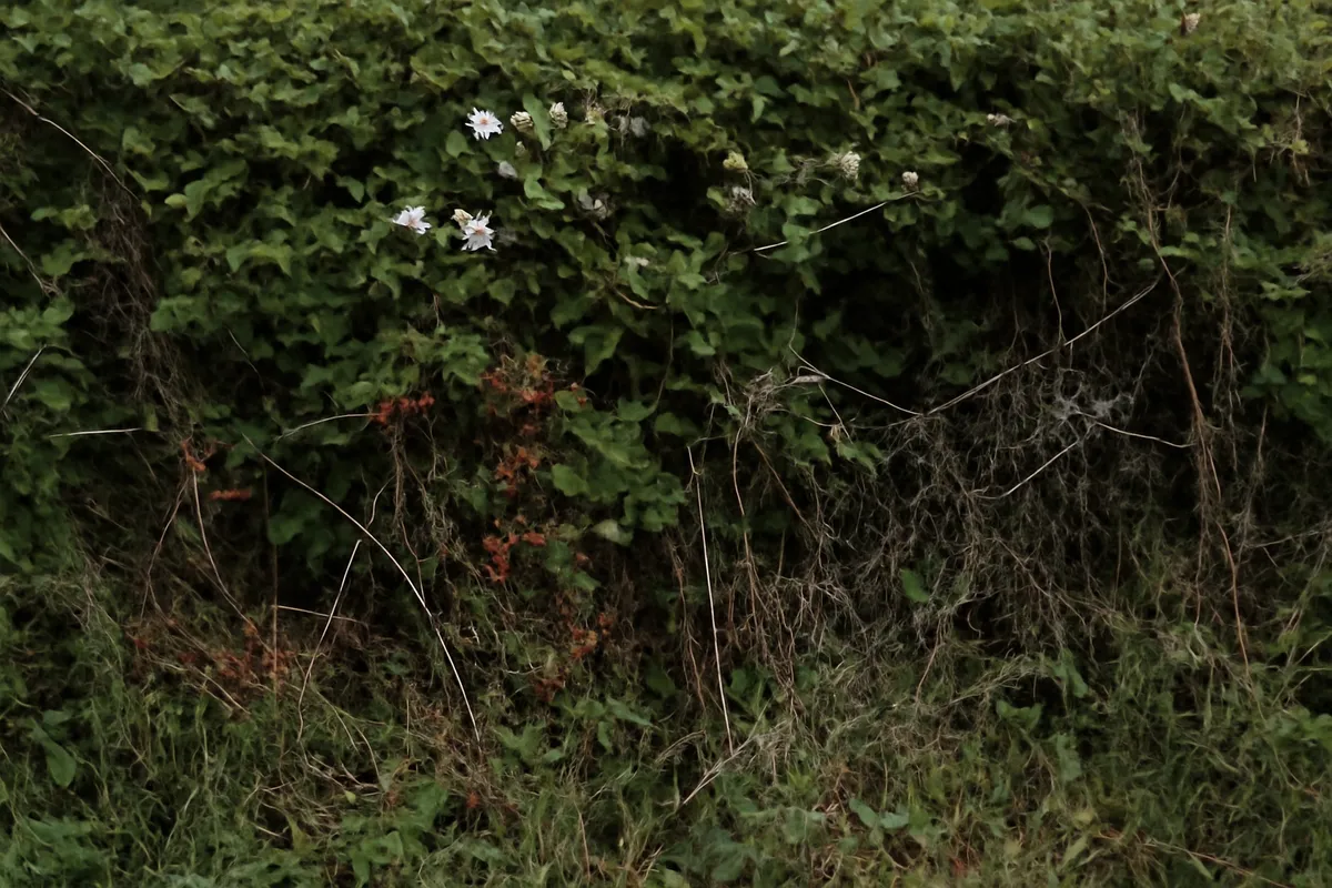 Detalle documental sobre la restauración de setos vivos en fincas en su contexto natural