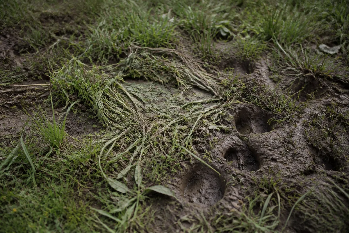Detalle documental sobre la lectura del estrés en mamíferos silvestres en su contexto natural
