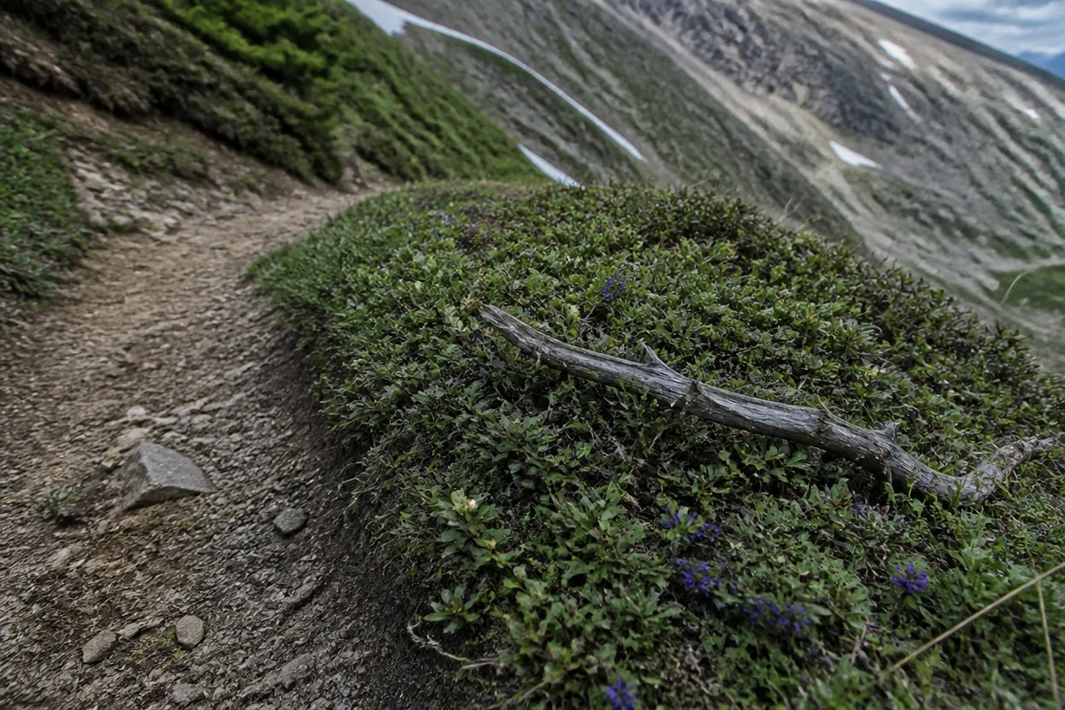 Detalle documental sobre el impacto del senderismo concentrado en alta montaña en su contexto natural
