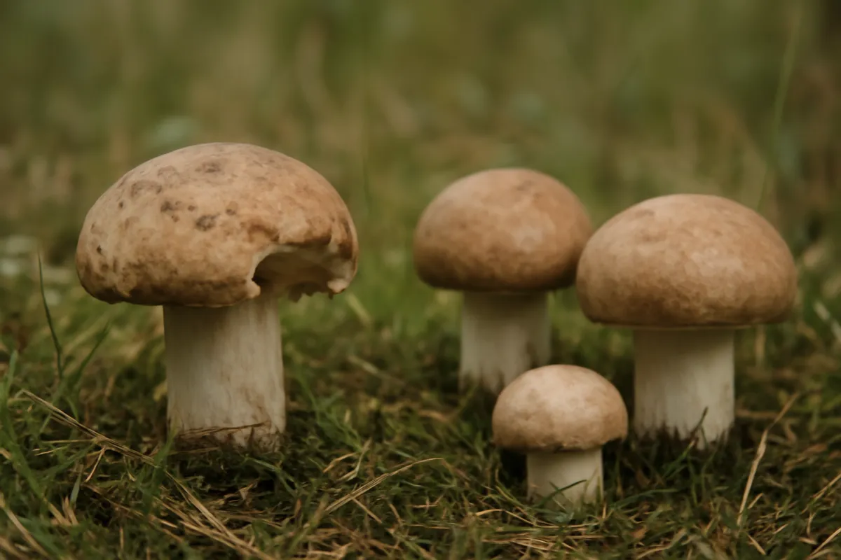 Detalle documental sobre la interpretación del consumo de setas por la fauna en su contexto natural