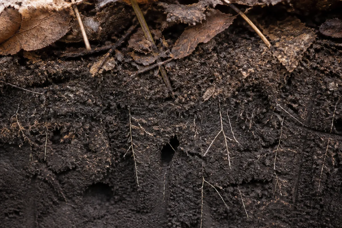 Detalle documental sobre el suelo y la hojarasca como hábitat en su contexto natural