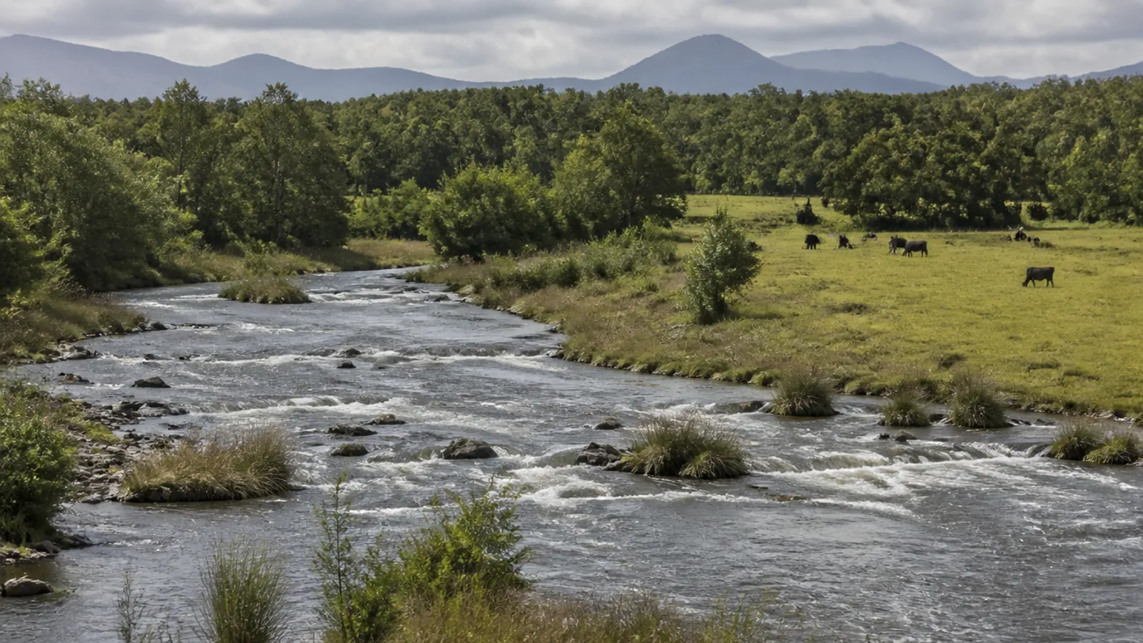 Criterios para valorar un proyecto local de rewilding